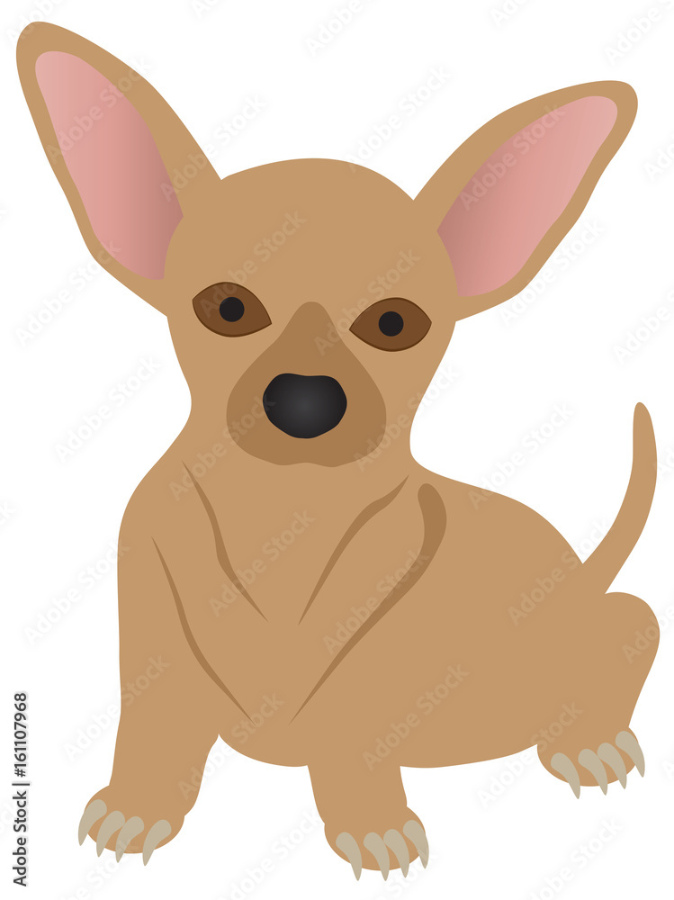 Chihuahua Dog vector Illustration Chihuahua Dog vector Illustration