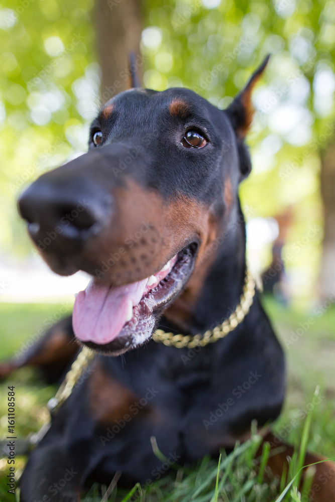 A portrait of a thoroughbred dog in nature A portrait of a thoroughbred dog in nature