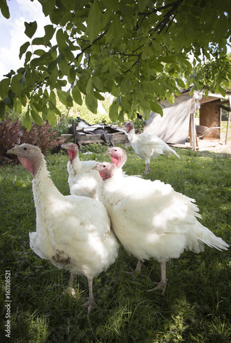 White turkey