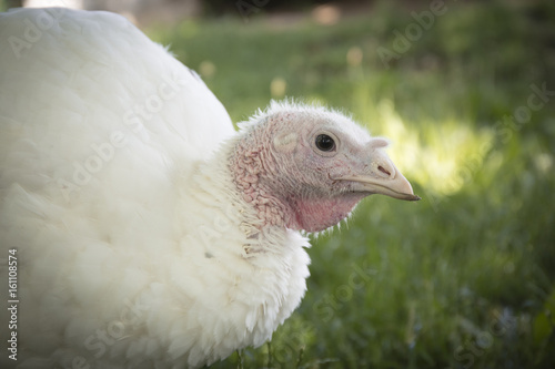 Head of a white turkey