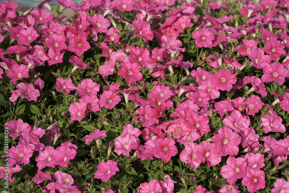 flower flower