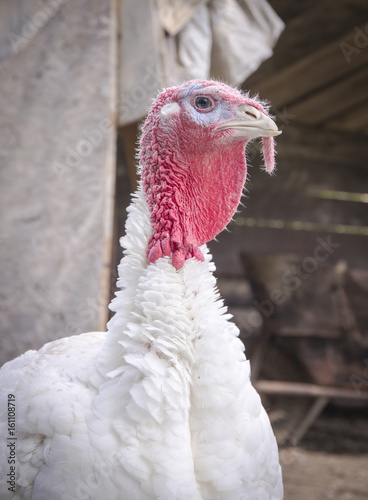 Head of a white turkey