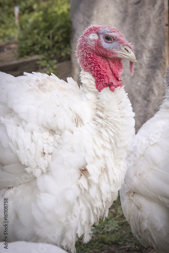 Head of a white turkey