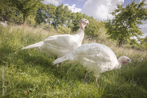 White turkey in the grass