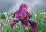 Iris, lilac, rare variety