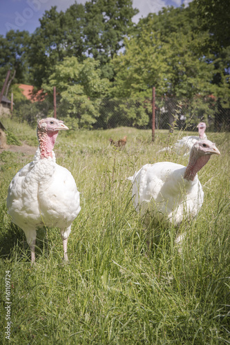 white turkey