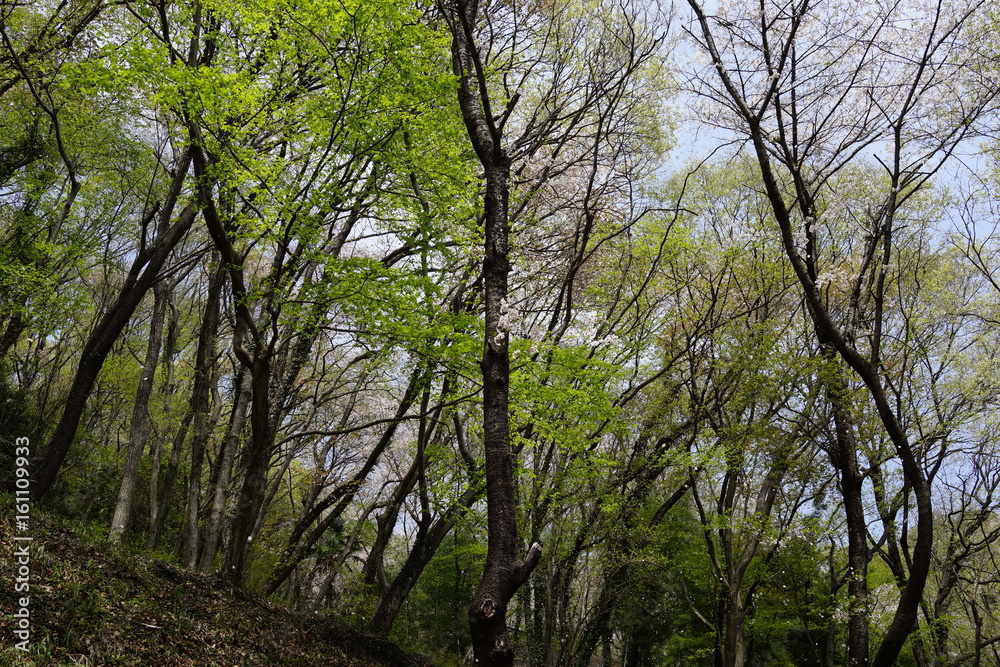 新緑の森　山道　散歩　公園　林　森　春　初夏