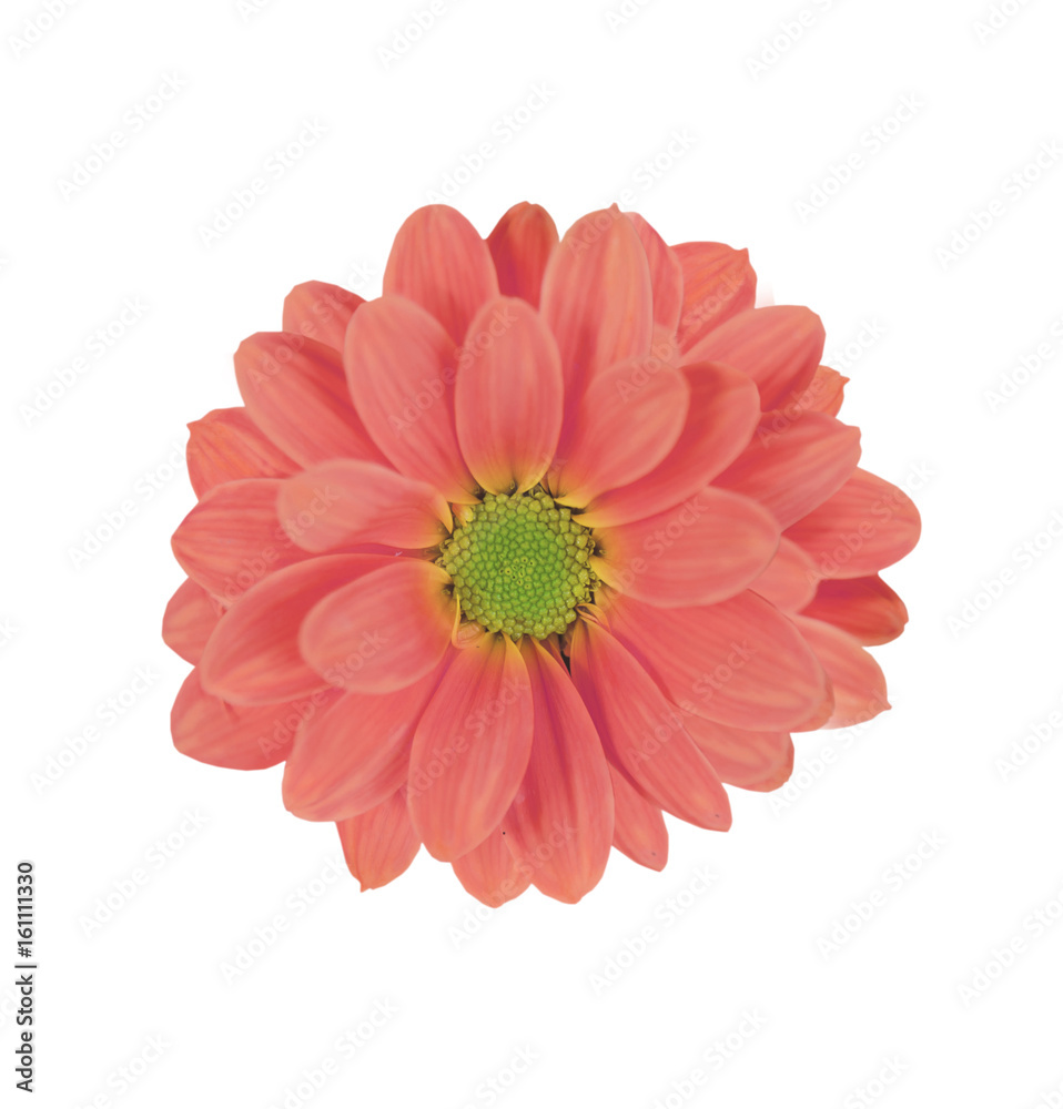 Beautiful background of pink daisy flower isolated on white