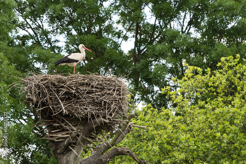 European white stork (Ciconia ciconia) nestlings in a nest in the wild