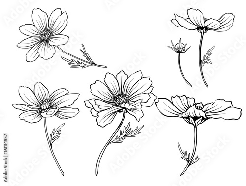 Cosmos flowers. Set of outline flowers.
Stock line vector illustration. Outline hand drawing coloring page for coloring book.
