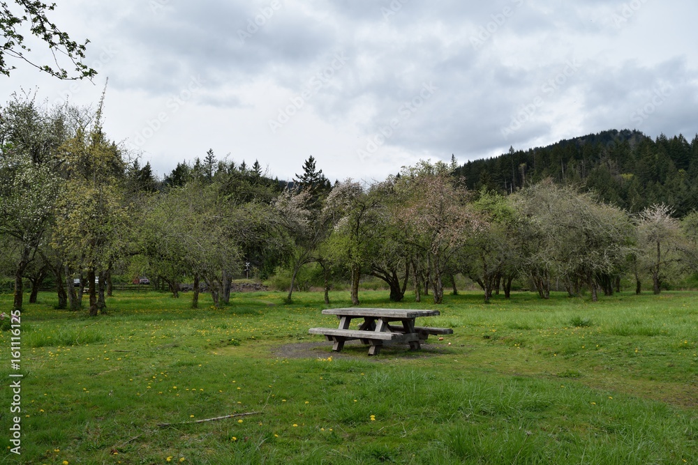 Fototapeta premium Picnic Table in Nature