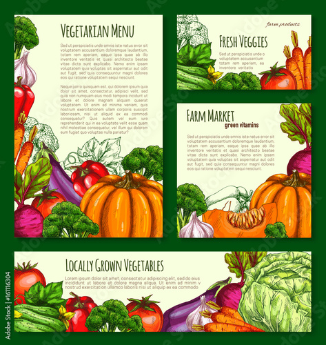 Vegetables havest vector banners and posters set