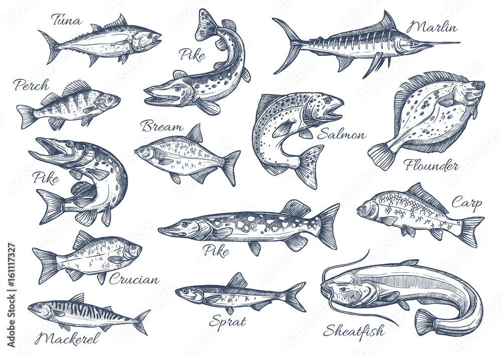 Naklejka premium Ikony szkic wektor ryb rzeki lub morza
