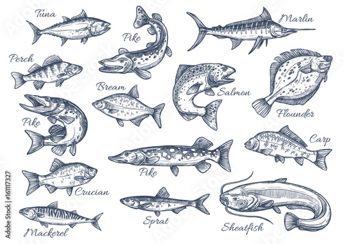 Fototapet Vector sketch icons of fish of river or sea