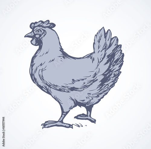 Hen. Vector drawing