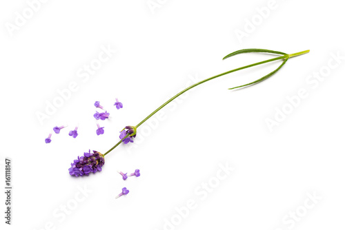 Fototapeta Naklejka Na Ścianę i Meble -  Lavender flowers on white background