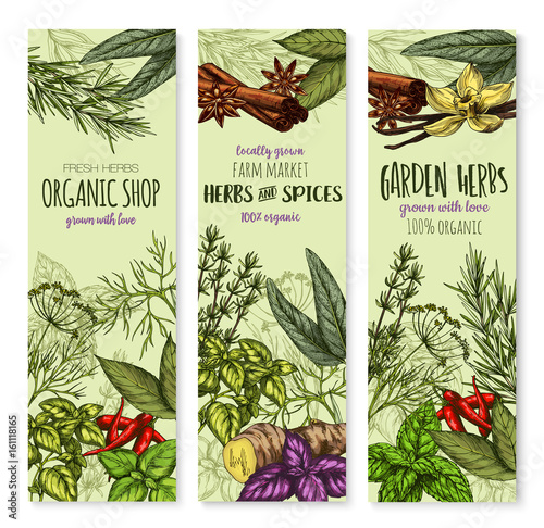 Vector banners of spices and herbs for shop