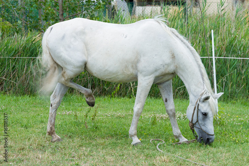 white horse feeding in a green pasture