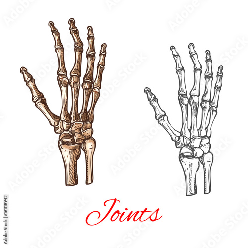 Vector sketch icon of human hand bones or joints