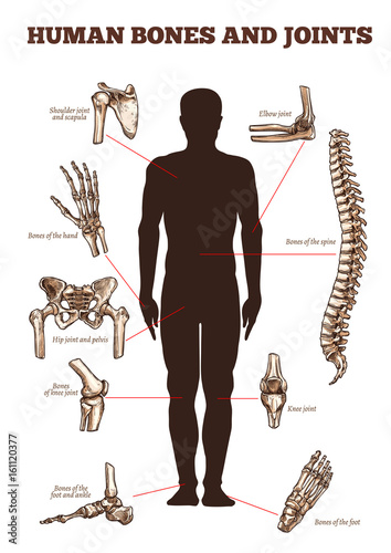 Vector medical vector poster of human bones joints