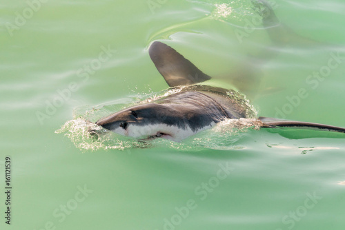 Great white shark face