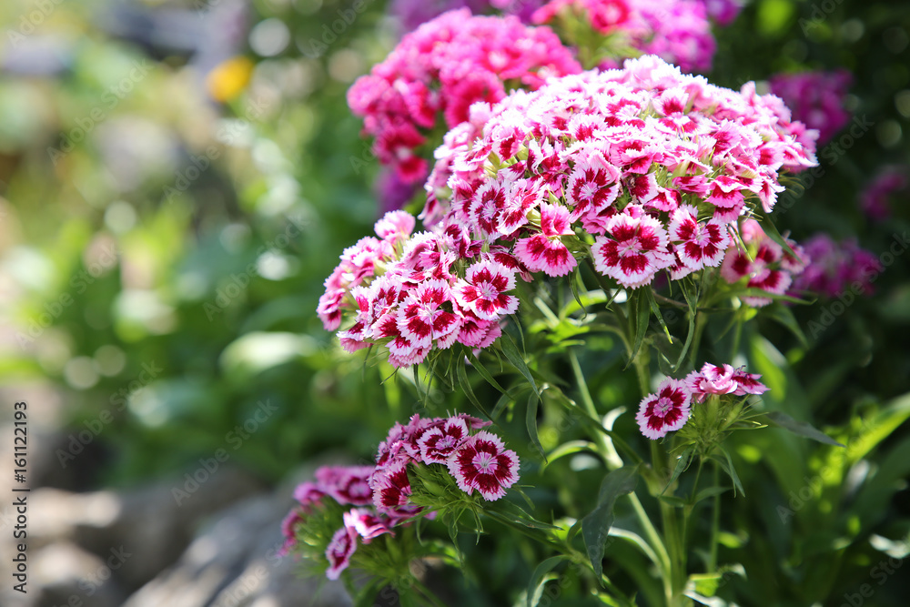 Bartnelken StockFoto Adobe Stock