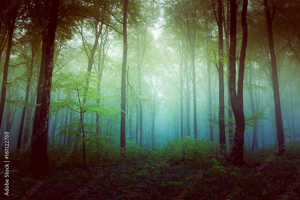 Obraz premium Filtered foggy forest. Clearing into the bush