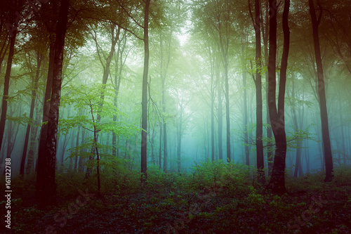 Filtered foggy forest. Clearing into the bush