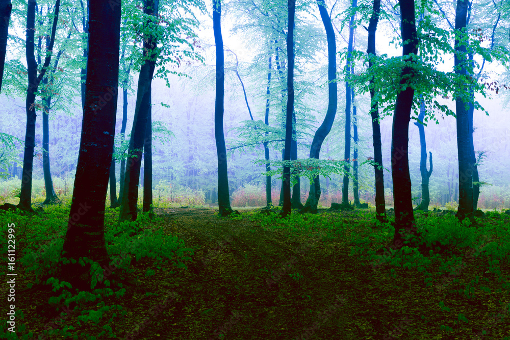 Naklejka premium Dark trees in foggy forest