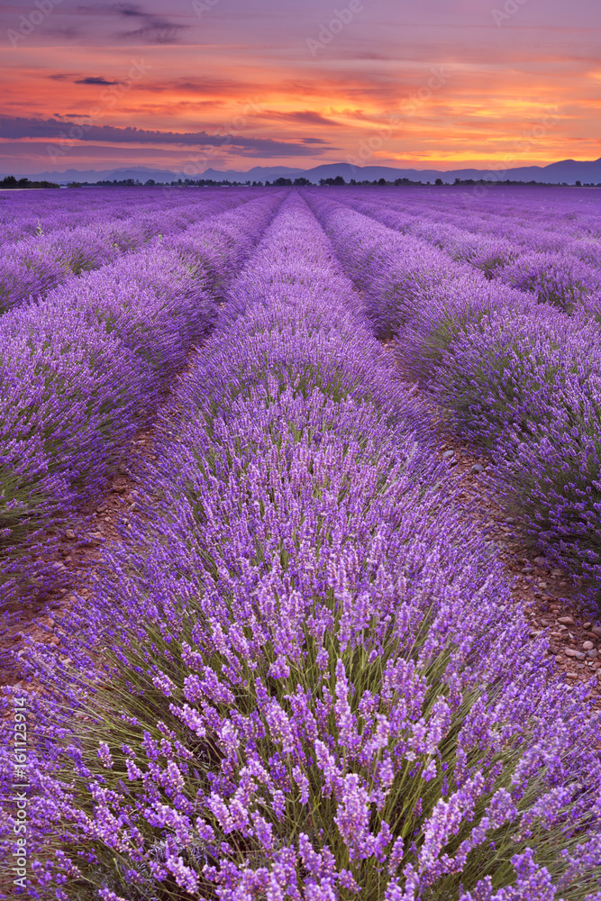 Fototapeta premium Wschód słońca nad polami lawendy w Provence, Francja