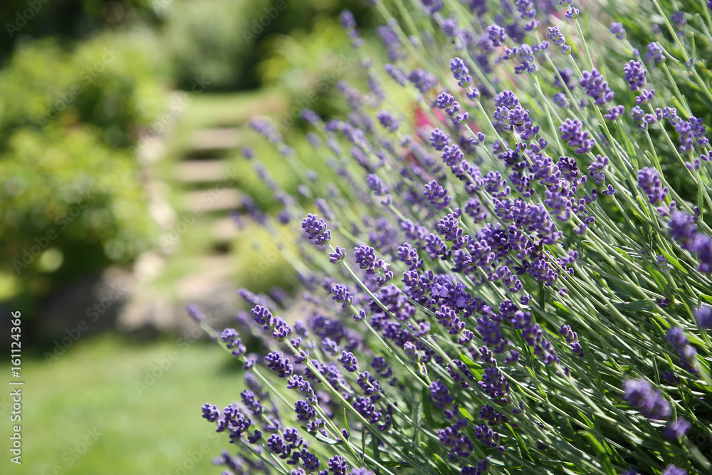 Obraz premium Lavendel