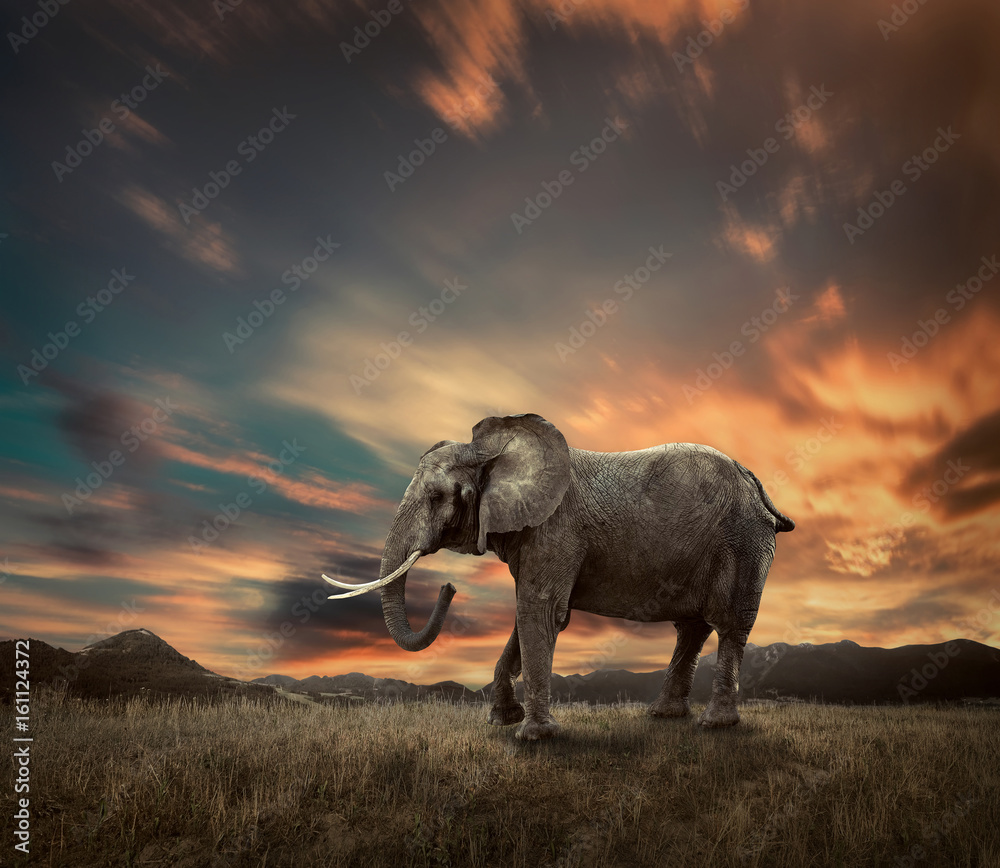 Fototapeta premium Elephant with trunks and big ears outdoor under sunlight.