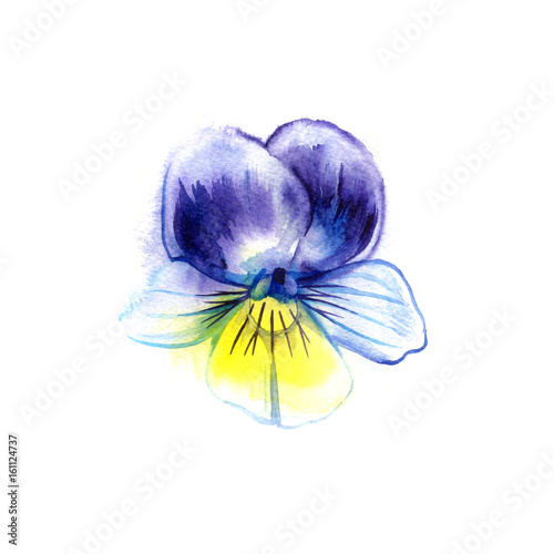 Watercolor painting of pansy flower. Can be used as a greeting card for background, textile patterns, web pages, wedding invitations, wallpaper. photo