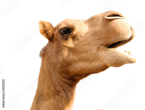 Portrait of funny camel head, Sharjah, UAE © homocosmicos