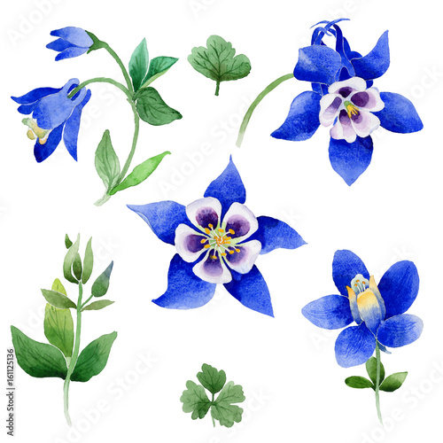Fototapeta Naklejka Na Ścianę i Meble -  Wildflower Blue aquilegia flower in a watercolor style isolated.