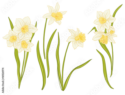 Narcissi flowers. Set of colored flowers.
Stock line vector illustration.
