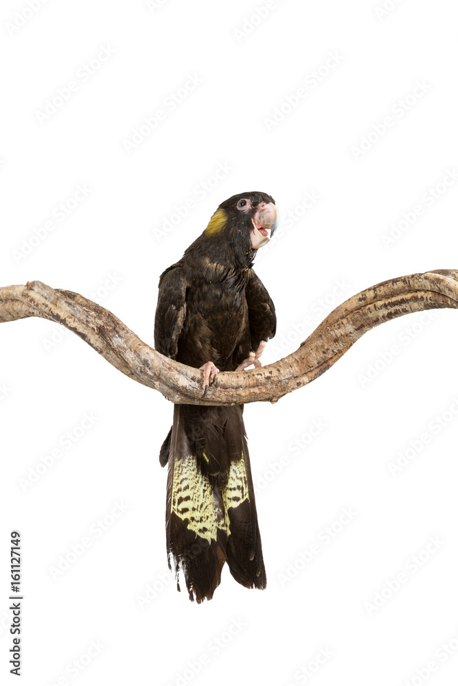 Obraz premium Cockatoo yellow tail isolated on white background.