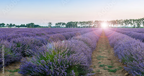Lever du jour dans un champ de lavande, Provence, France