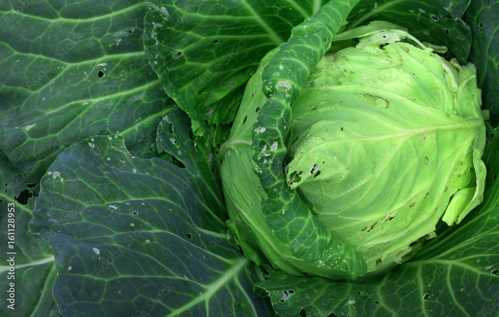 Fototapeta premium cabbage in the garden (leaves were eaten by pests)