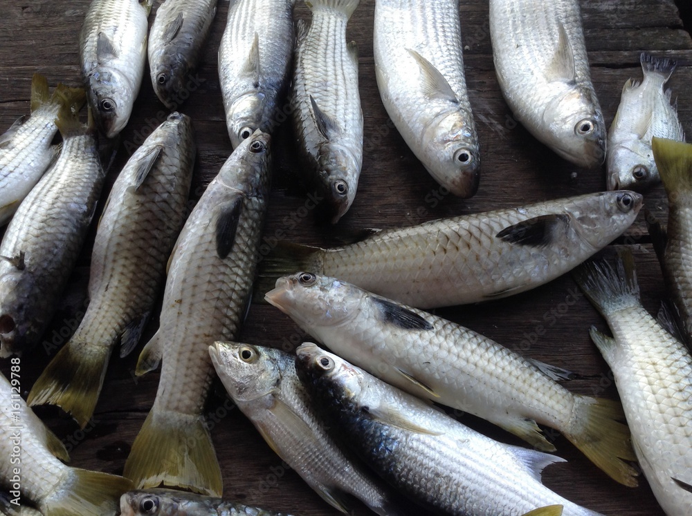 Obraz premium Mullet fish