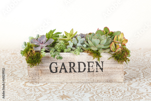 Succulent plants arrangement in a wooden box “garden” photo