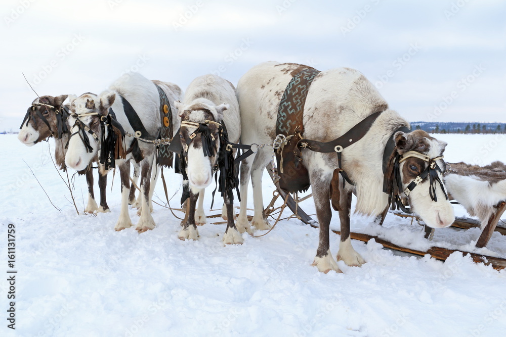Obraz premium Domestic reindeer harnessed to sleds
