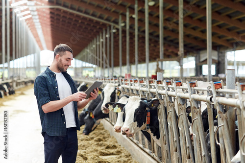 Tableau sur toile young man with tablet pc and cows on dairy farm