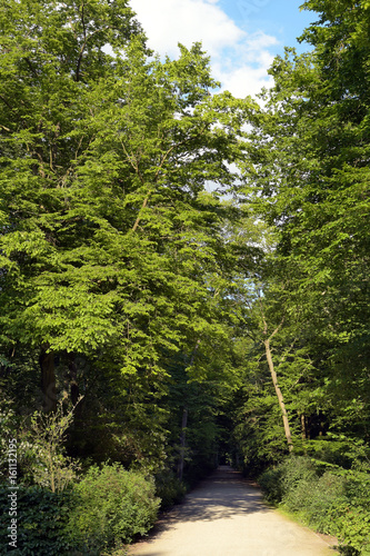 waldweg