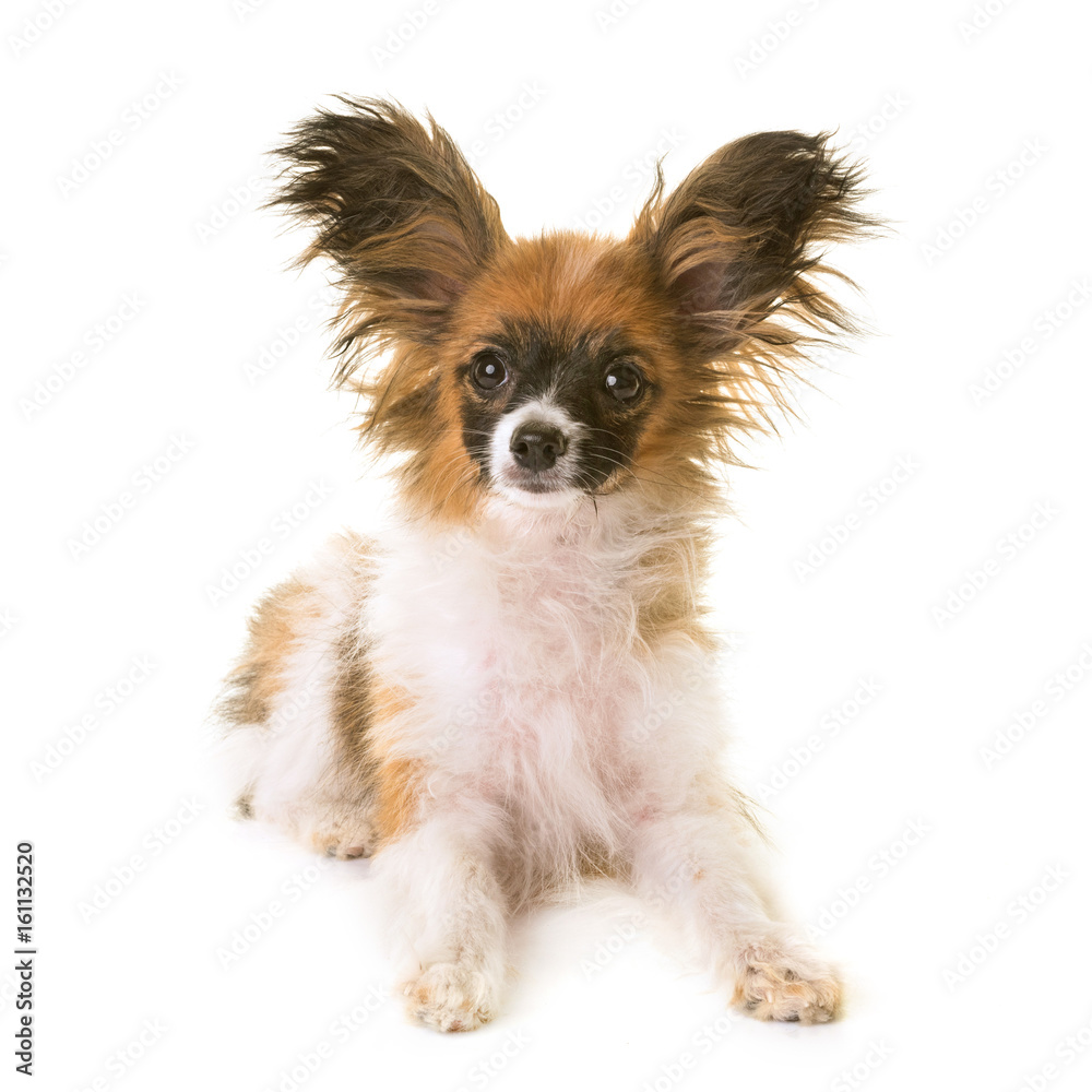 puppy papillon dog in studio puppy papillon dog in studio