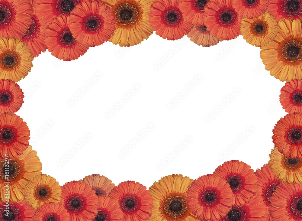 Beautiful red and yellow Gerbera flower blossom in circle isolated on white Beautiful red and yellow Gerbera flower blossom in circle isolated on white