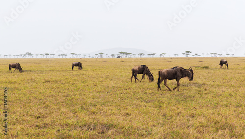 wildebeests grazing in savannah at africa