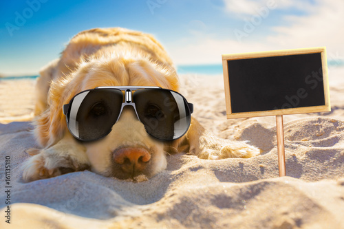 dog retired at the beach © Javier brosch