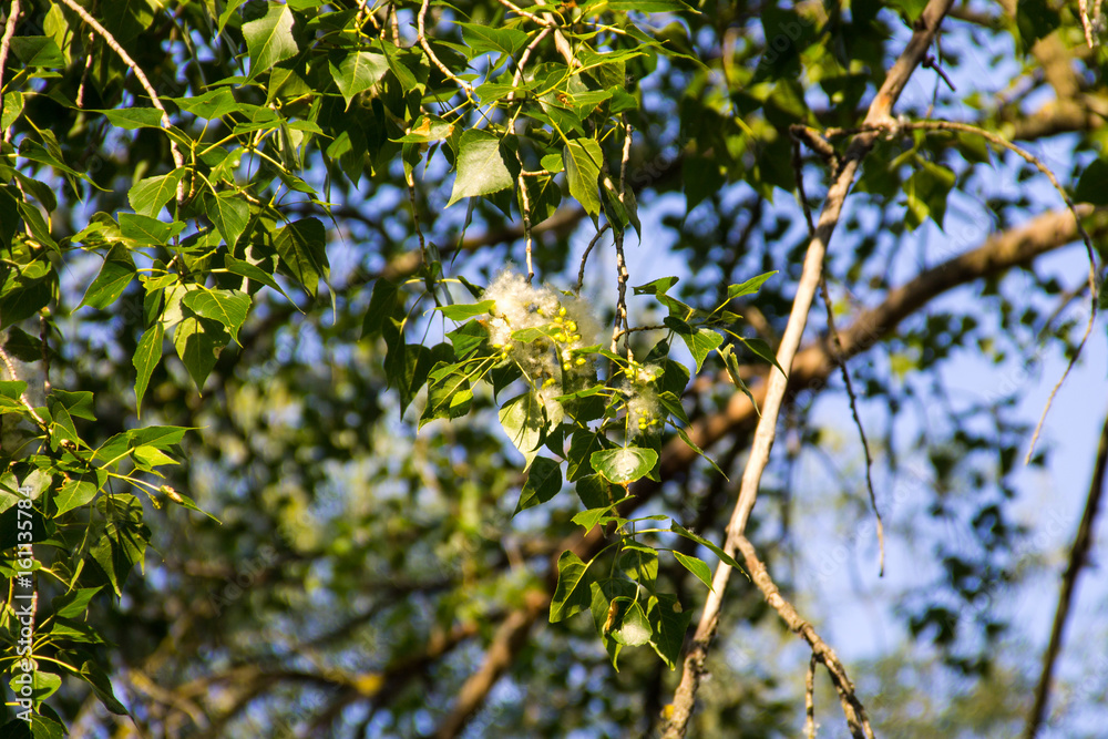 Poplar fluff on the branch closeup. Poplar fluff causes allergy