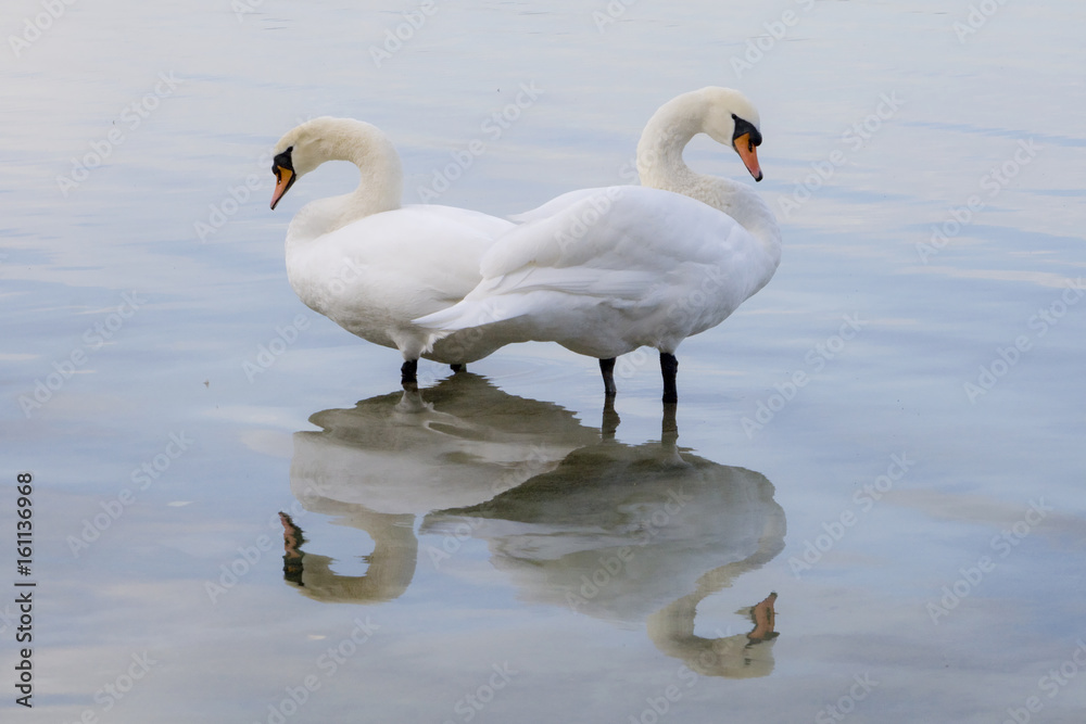 Obraz premium Schwäne